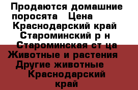 Продаются домашние поросята › Цена ­ 250 - Краснодарский край, Староминский р-н, Староминская ст-ца Животные и растения » Другие животные   . Краснодарский край